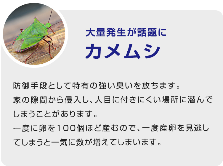 大量発生が話題にカメムシ
防御手段として特有の強い臭いを放ちます。家の隙間から侵入し、人目に付きにくい場所に潜んでしまうことがあります。一度に卵を100個ほど産むので、一度産卵を見逃してしまうと一気に数が増えてしまいます。