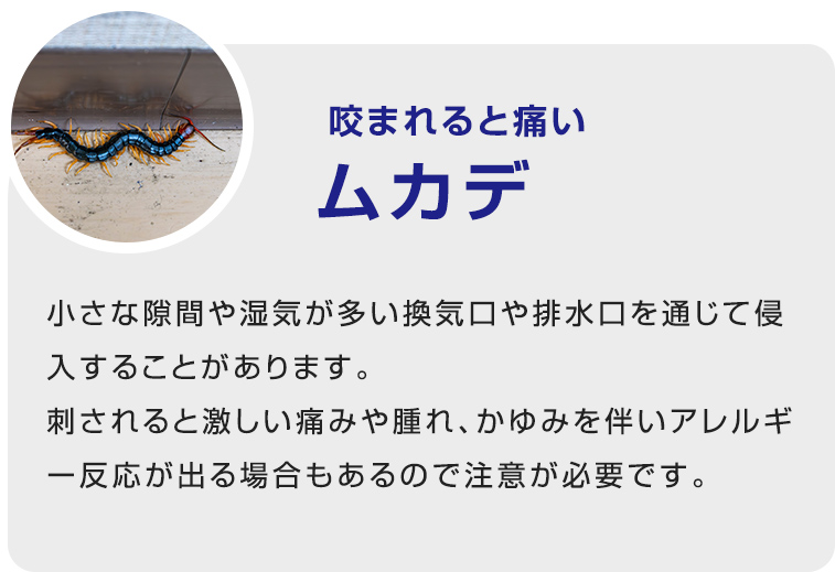 咬まれると痛い
ムカデ小さな隙間や湿気が多い換気口や排水口を通じて侵入することがあります。
刺されると激しい痛みや腫れ、かゆみを伴いアレルギ一反応が出る場合もあるので注意が必要です。